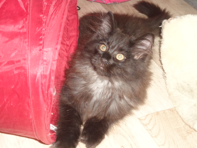 Mon ptit loup (Qualico au tunnel)!