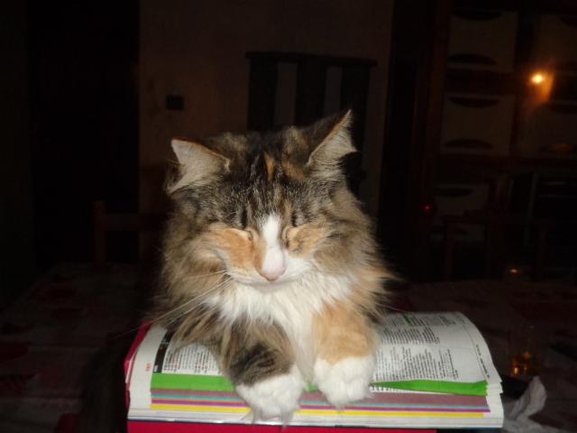 Princesse Inouchka en pleine lecture!