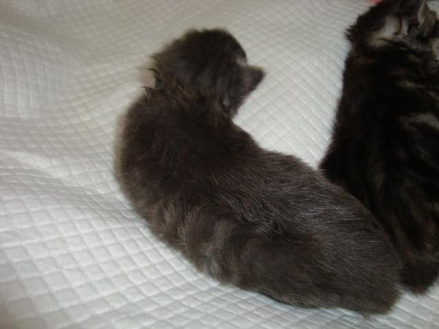 Moi, j'suis bleu silver blotched tabby. Mon nom est ...A...