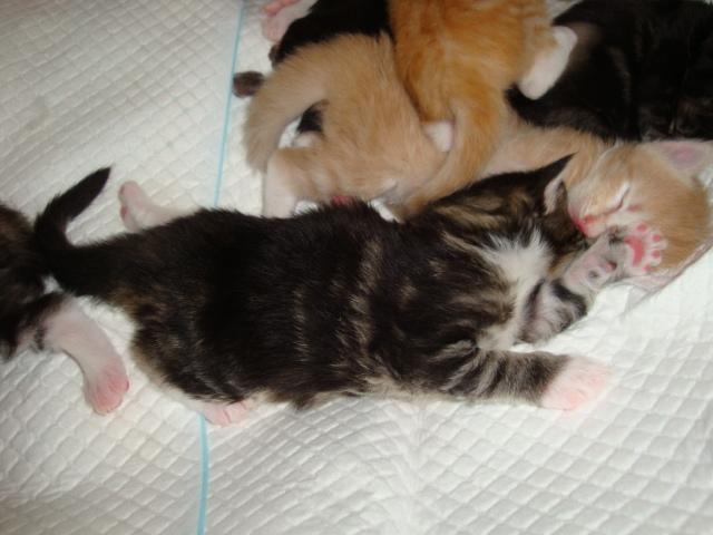 Un autre black silver blotched tabby...