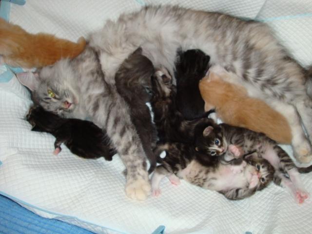 Maman