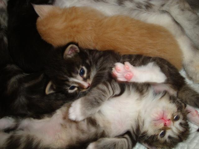 Adorable millefeuille!