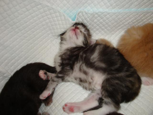 Trop fatigué!