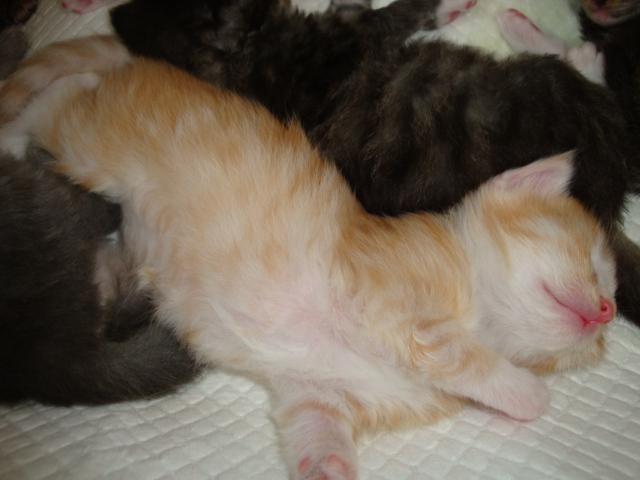 Ah! un matelas!