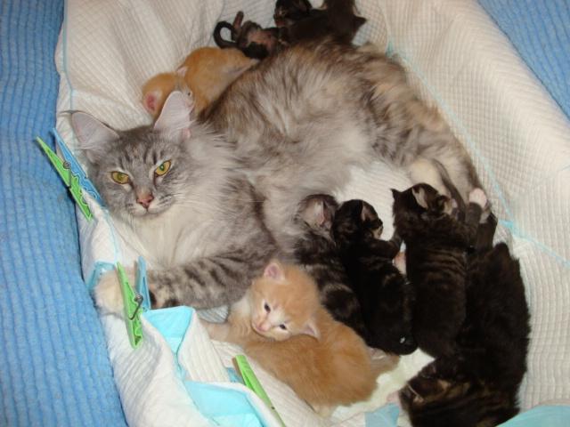 Mam'Ninette cernée!