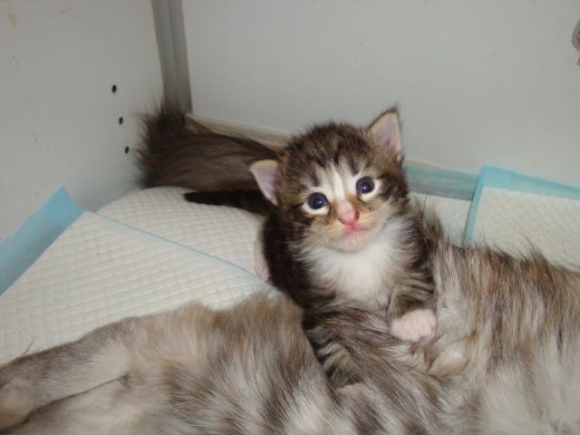 Hello, je vous vois!