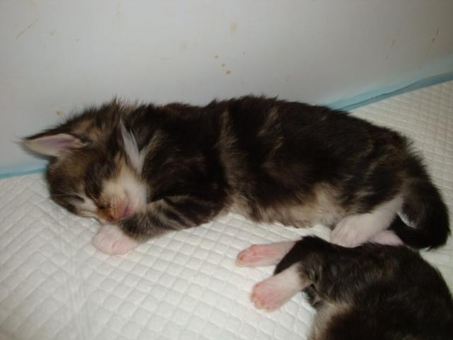 Sieste indispensable!