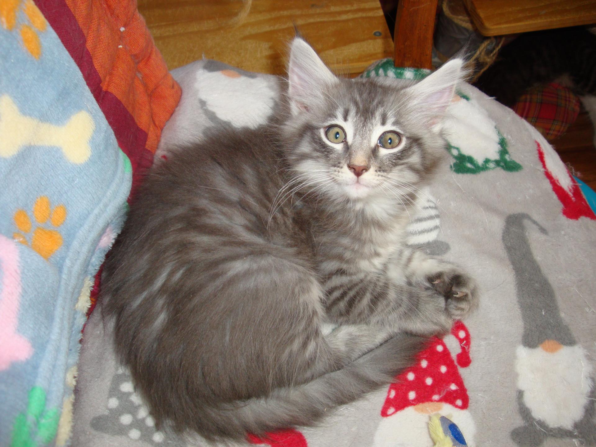 Aurson 