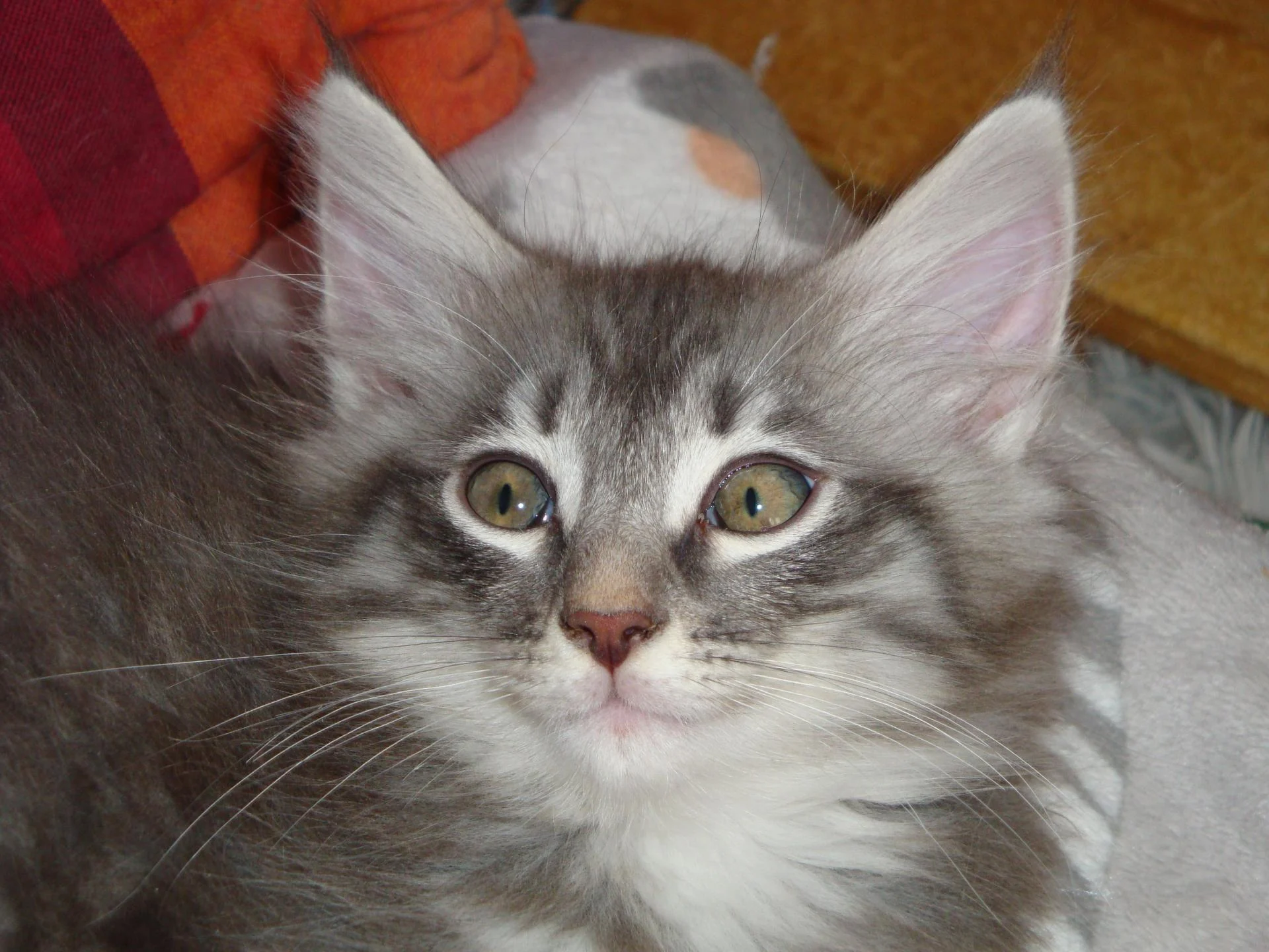 Trop chou!
