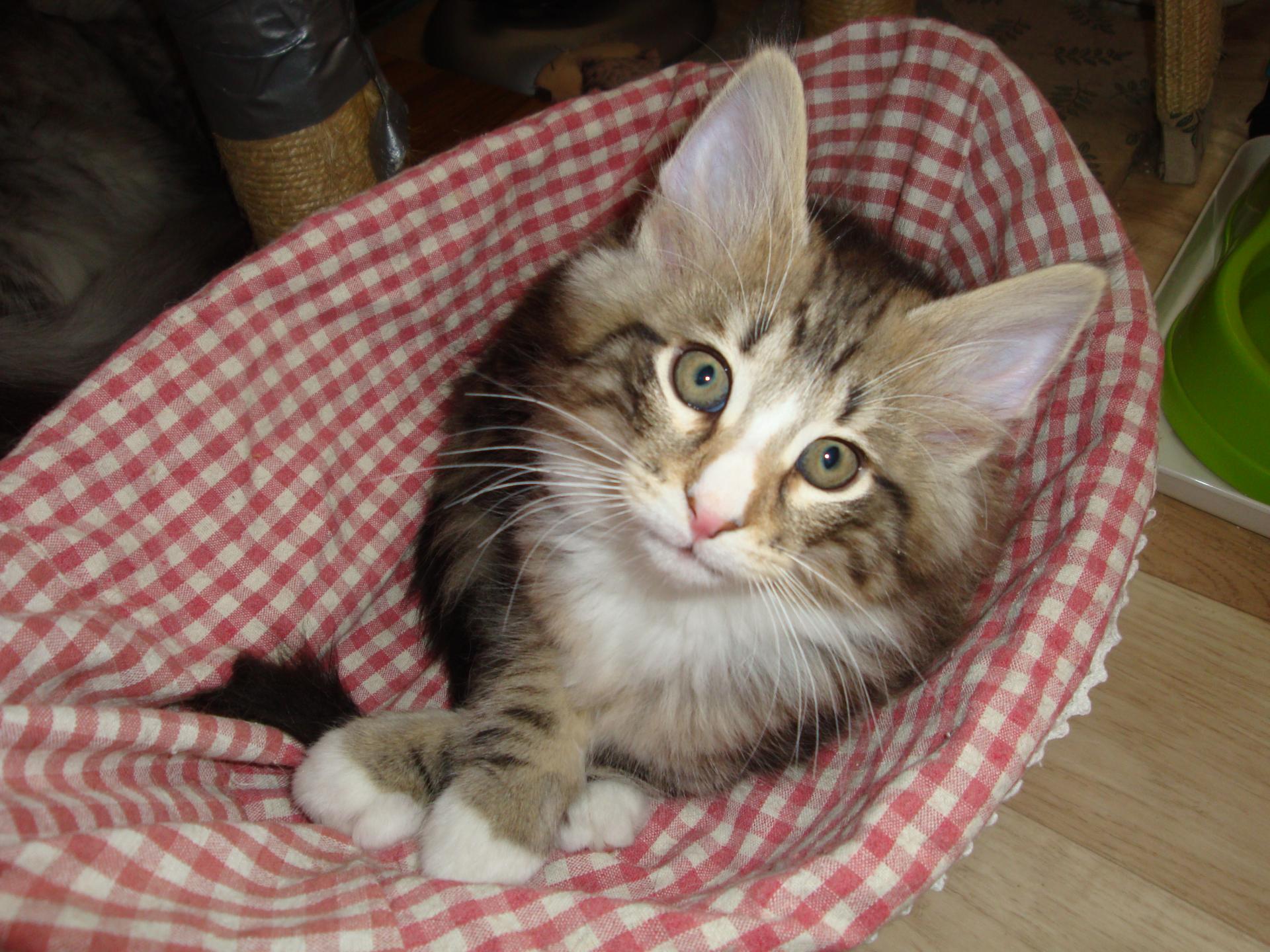 Je m'en croise les pattes!