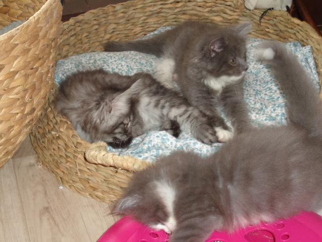 Chacun cherche son chat!