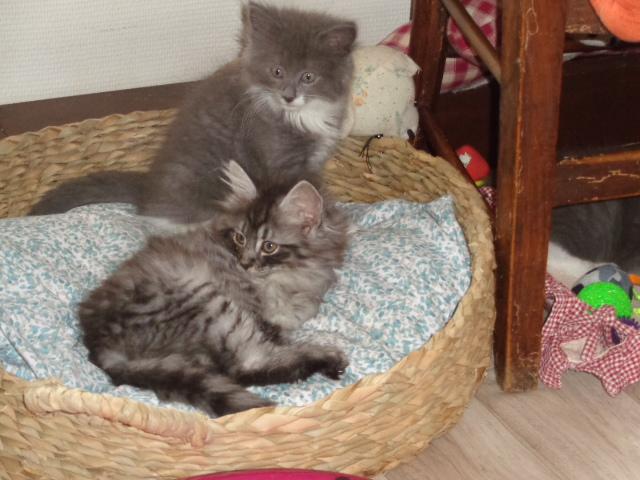 Santana et Samouraï: frères de coeur!