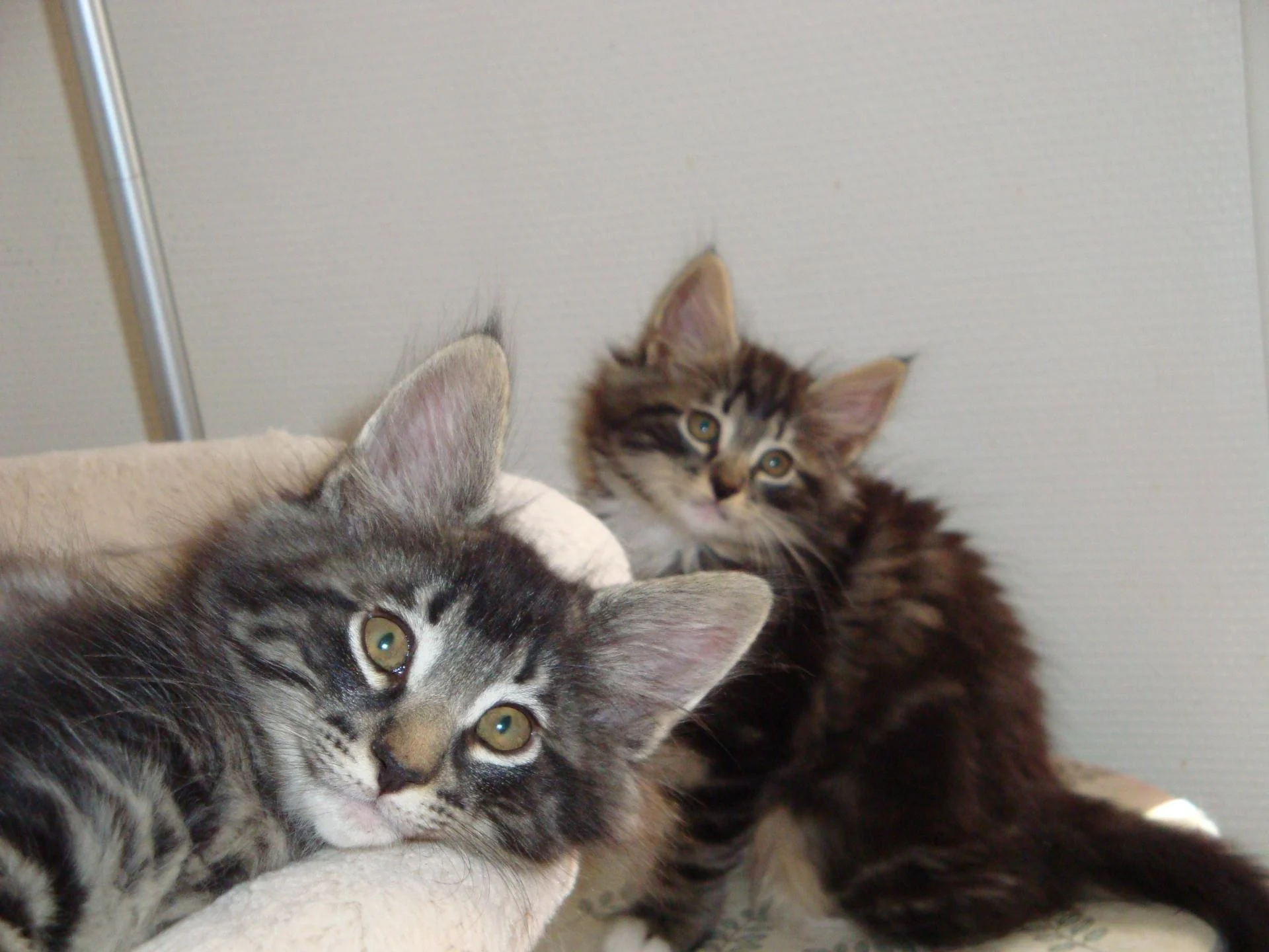 Les 2 fistons d'Yris...