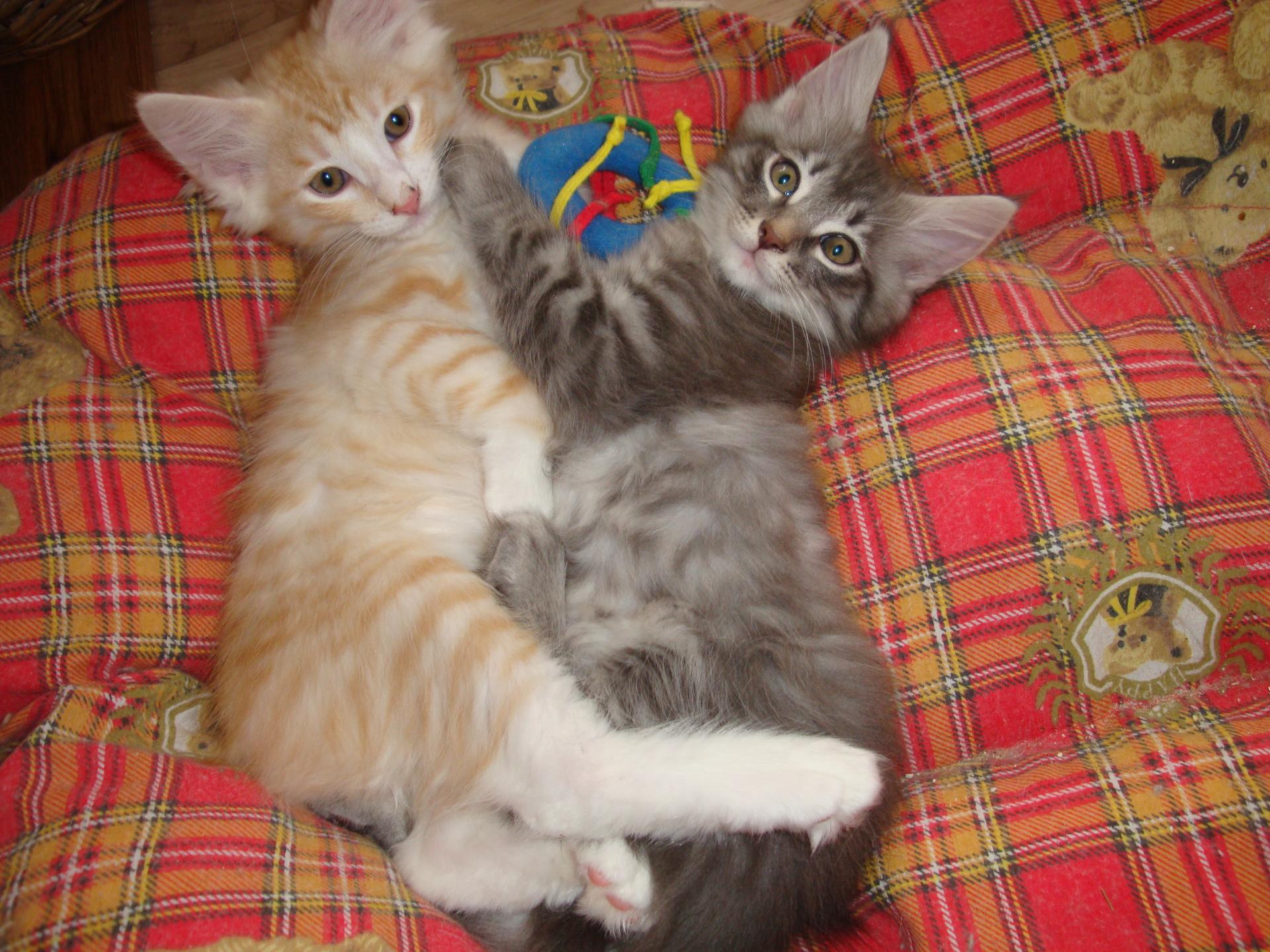 Austin et Aurson: 