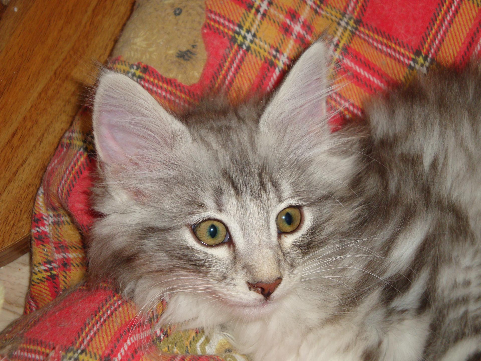 Chipie mais craquante!