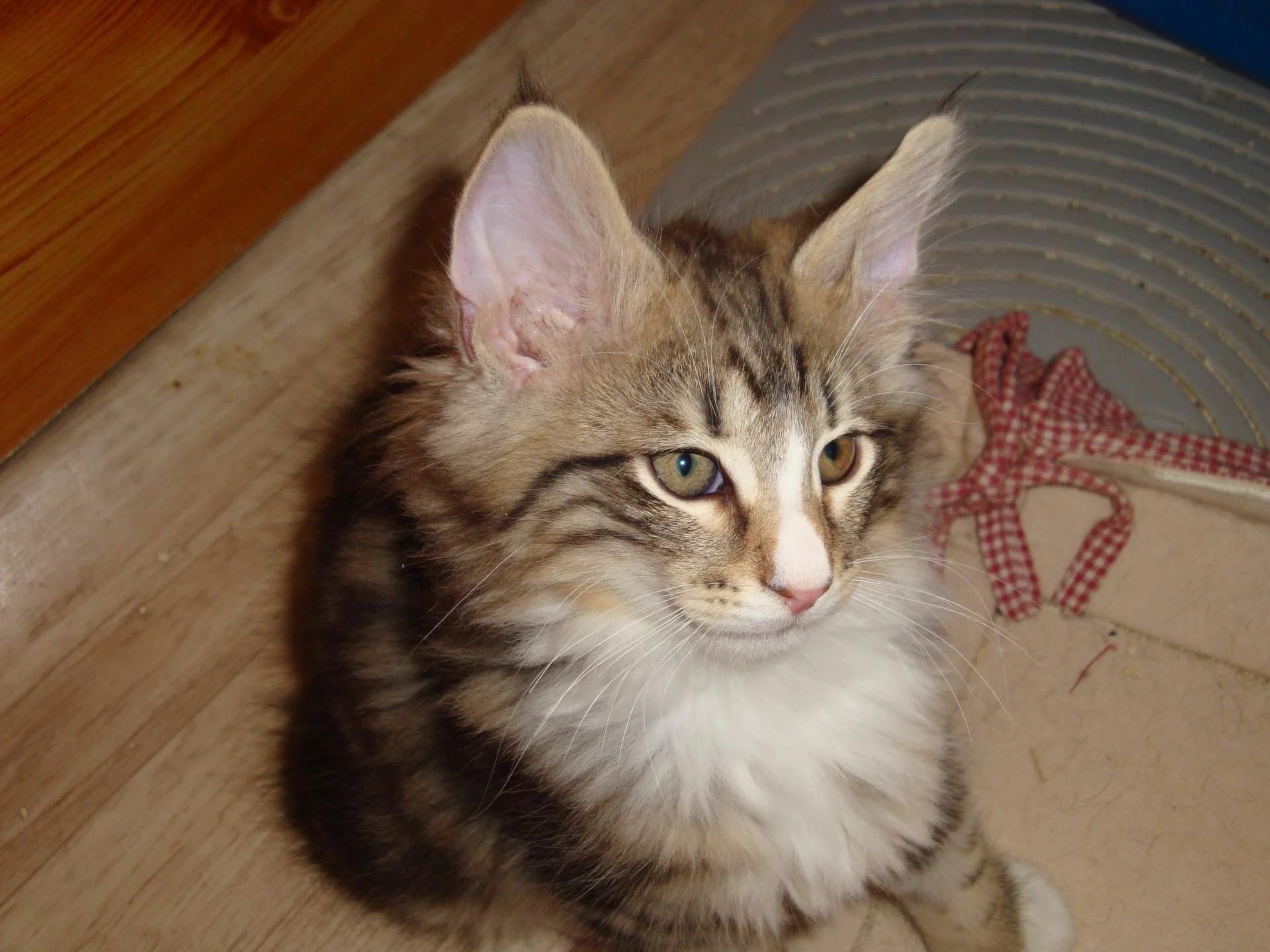 Hé, le p'tit chou!