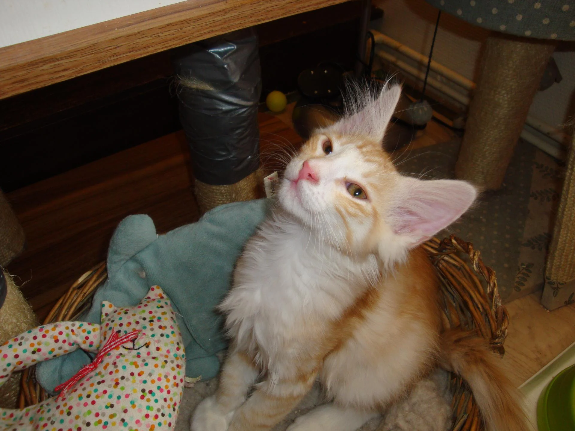 Chat en corbeille...