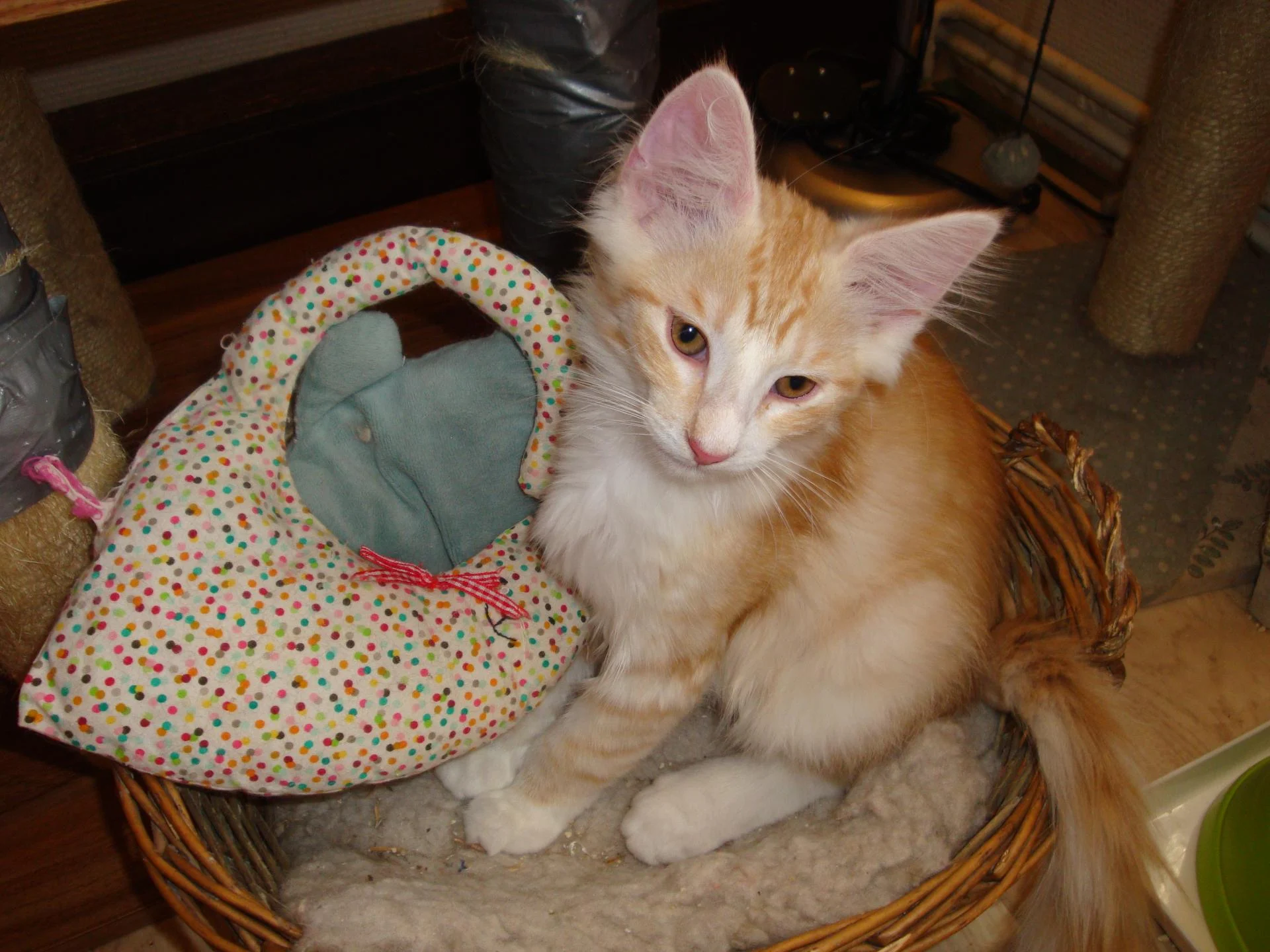 Petit coeur de chat...