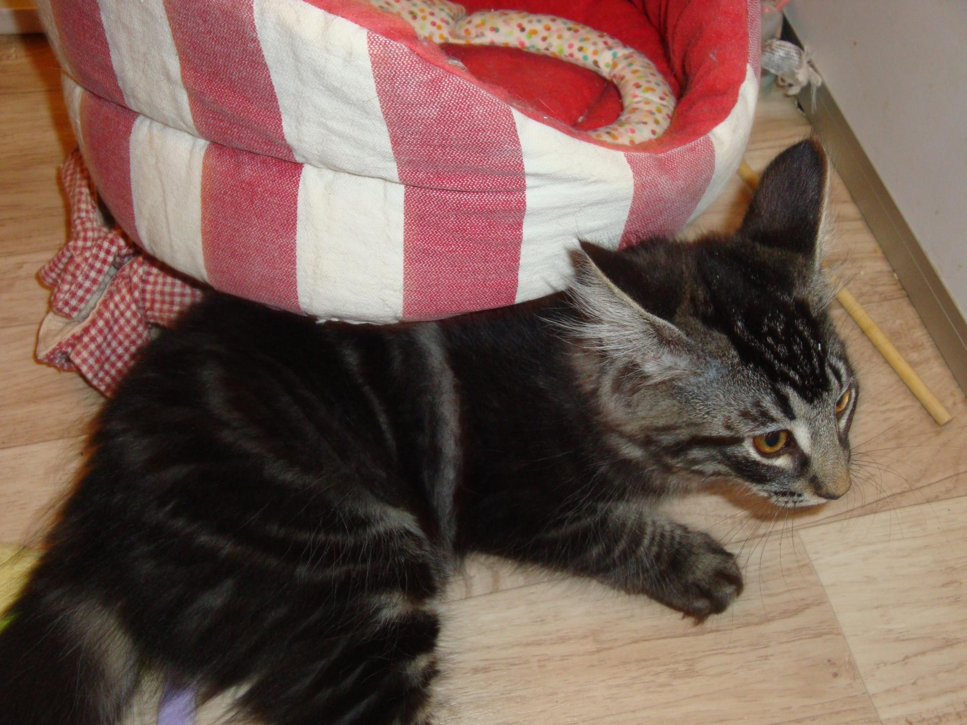 Vite, sous le coussin!