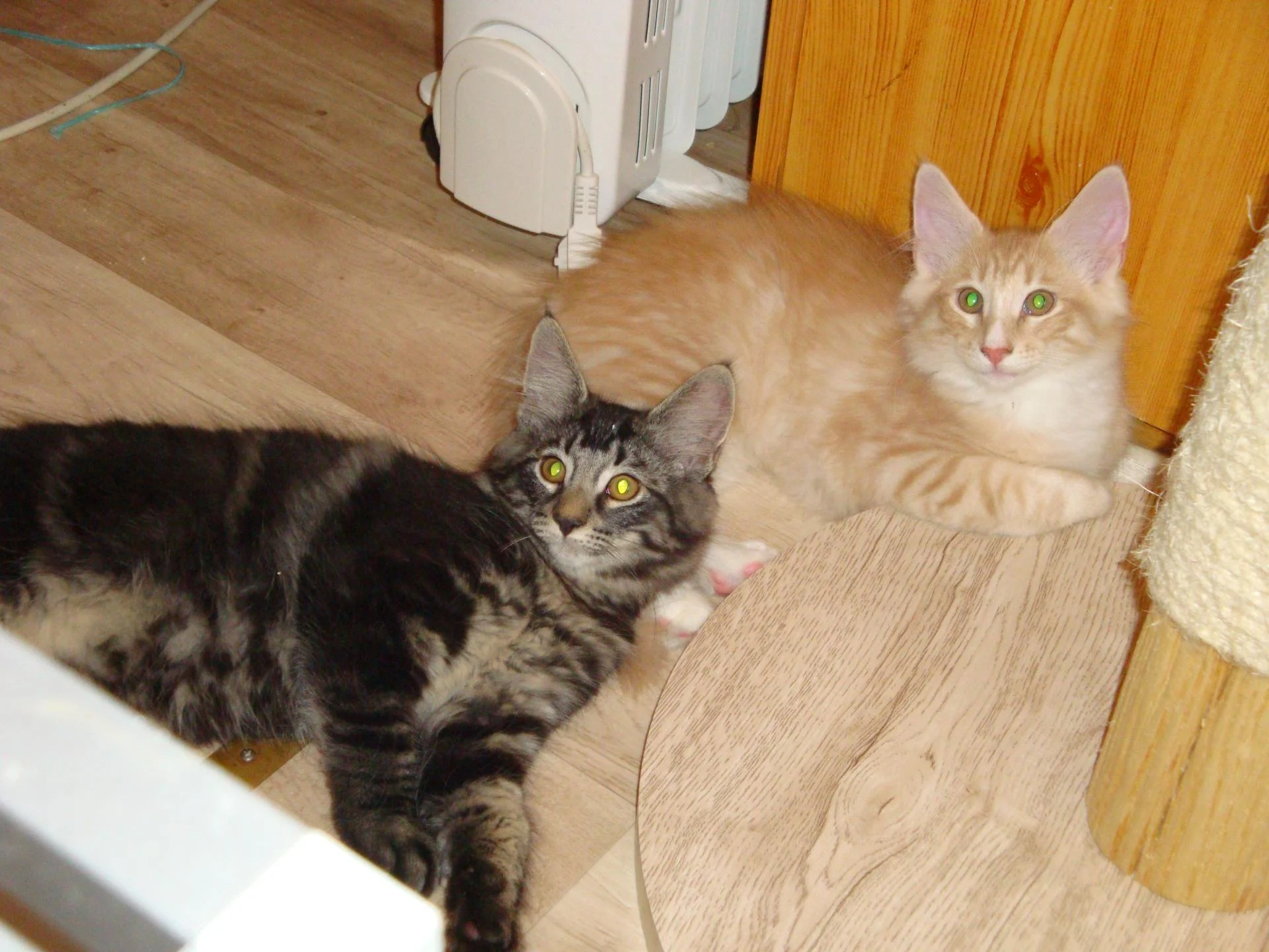 Ascott et Aston: contraste!!