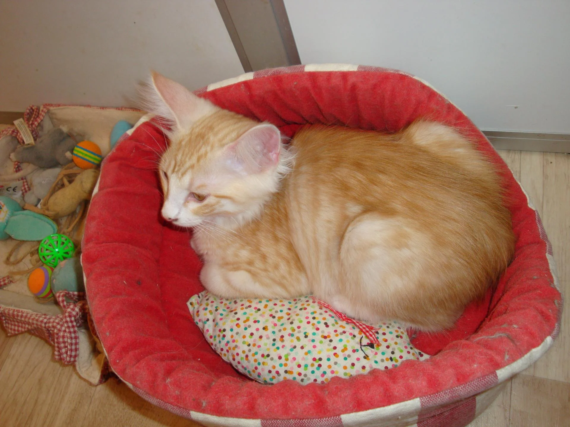 Beau croupion!