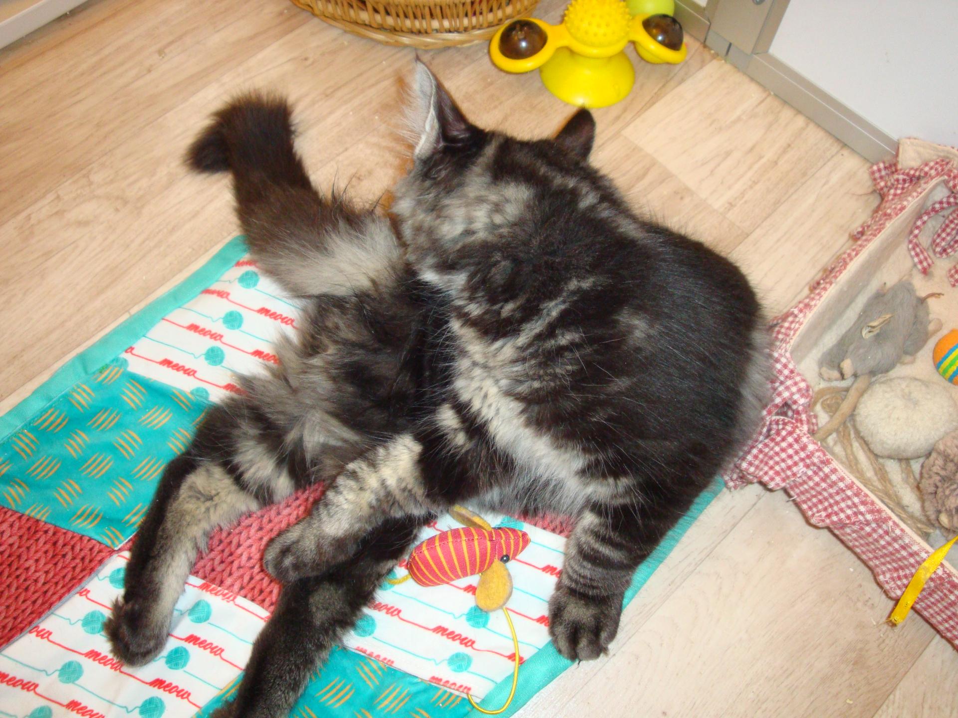 Ascott fait sa toilette...