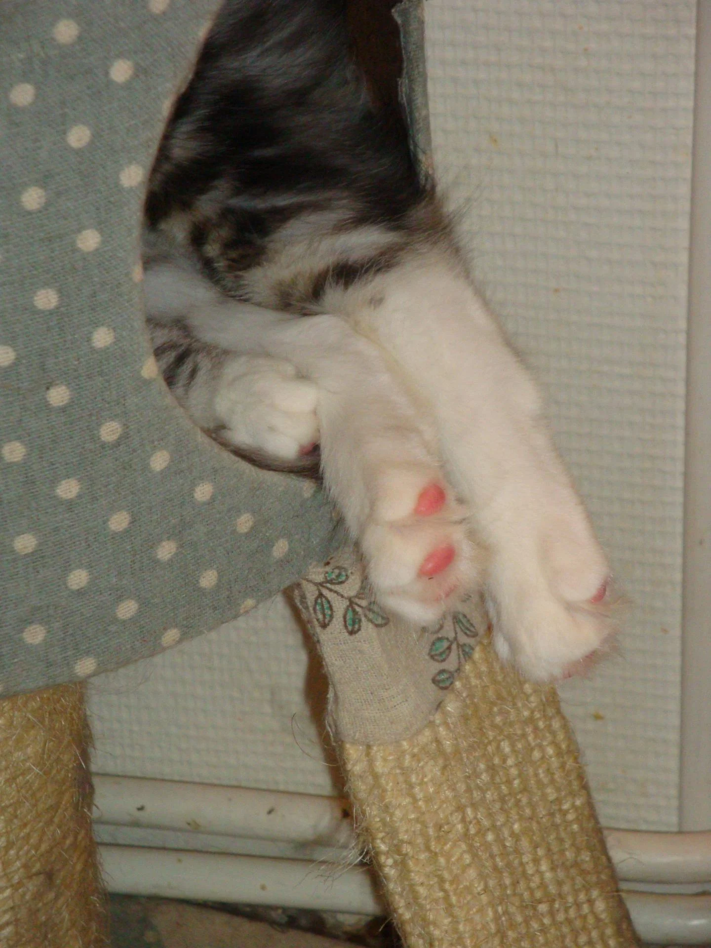 Et voici! Les pattounes d'Airelle!
