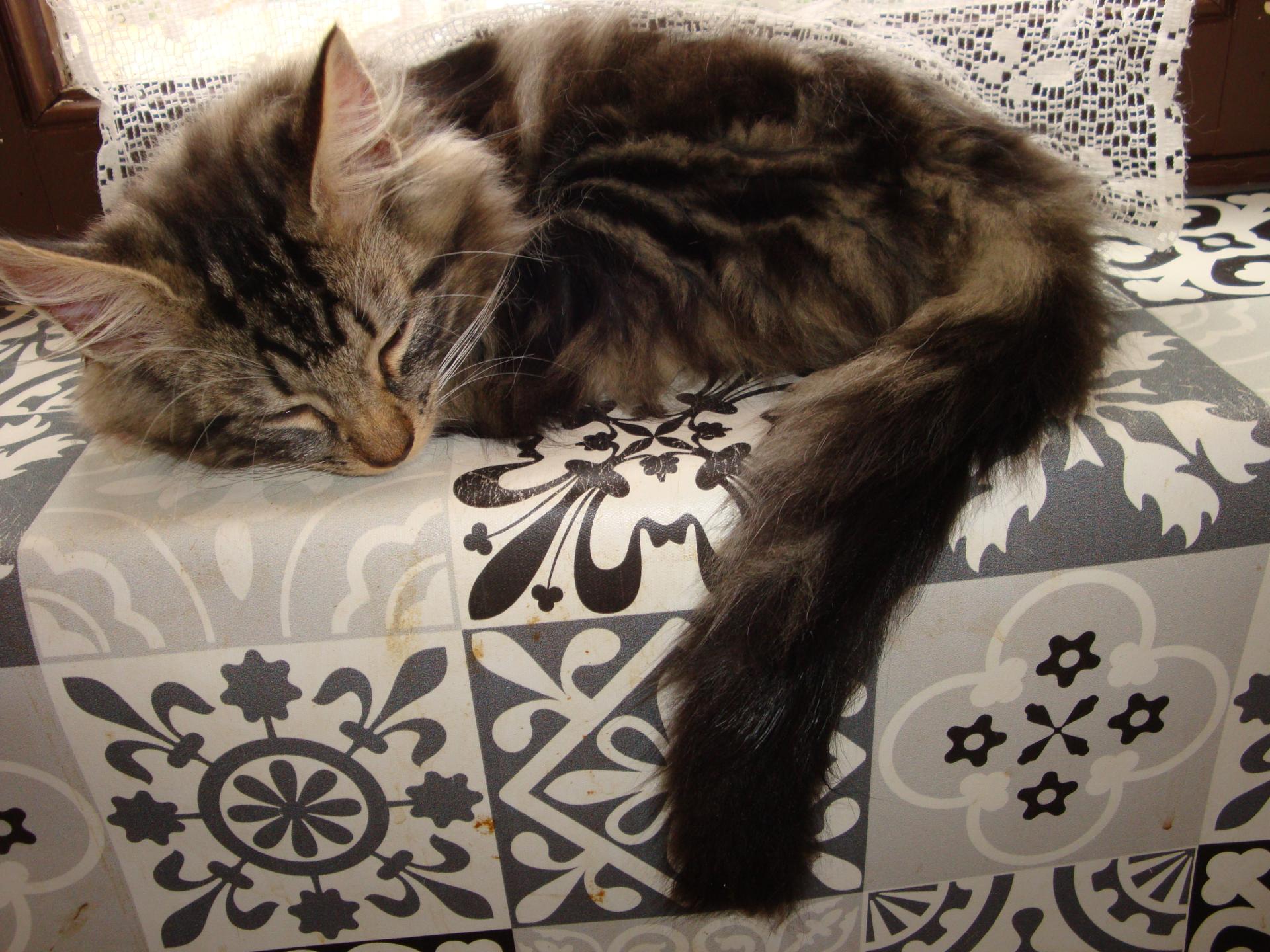 Sieste en solo...( Adisson )