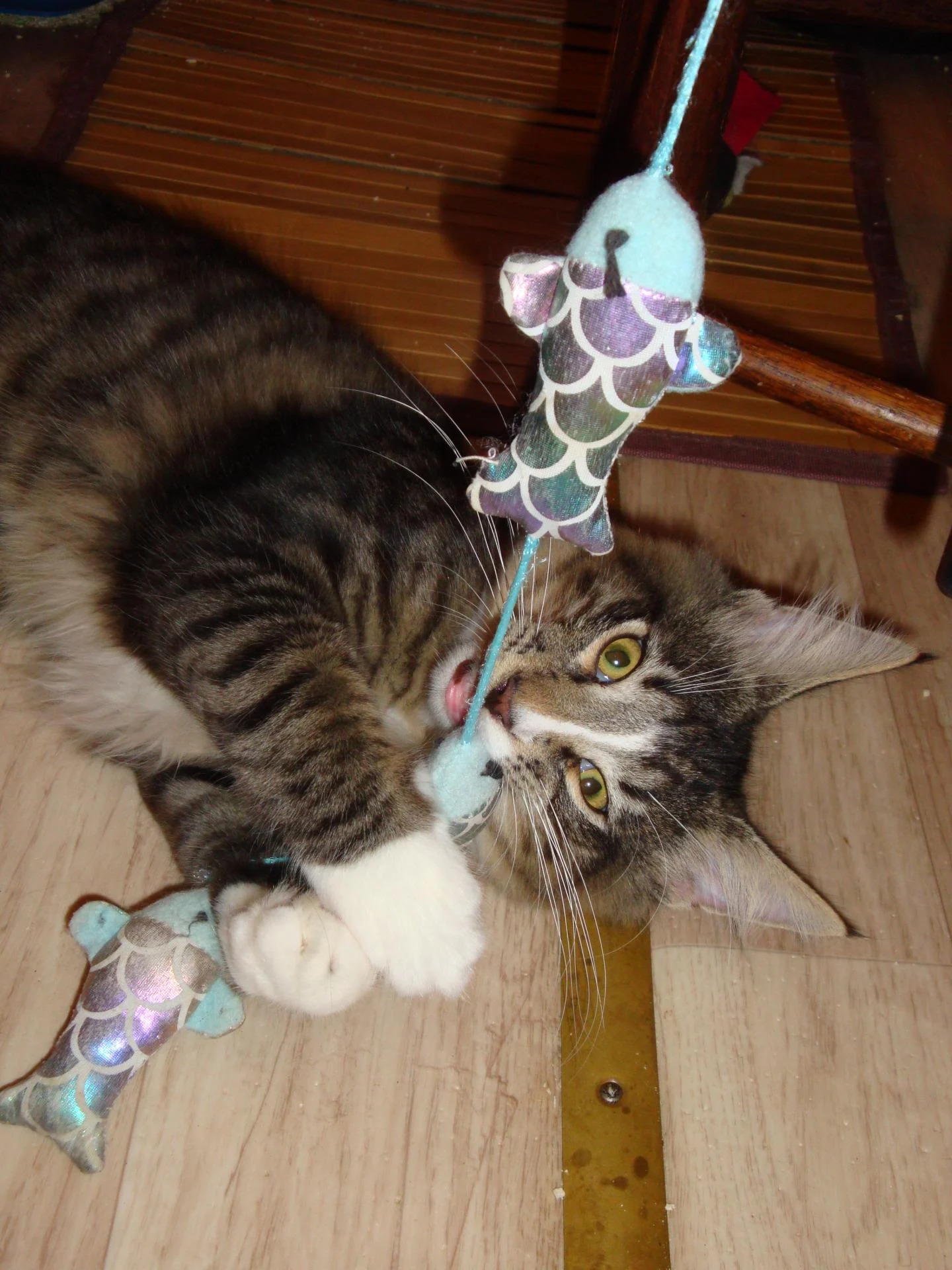 Chaton joueur aux beaux tips!