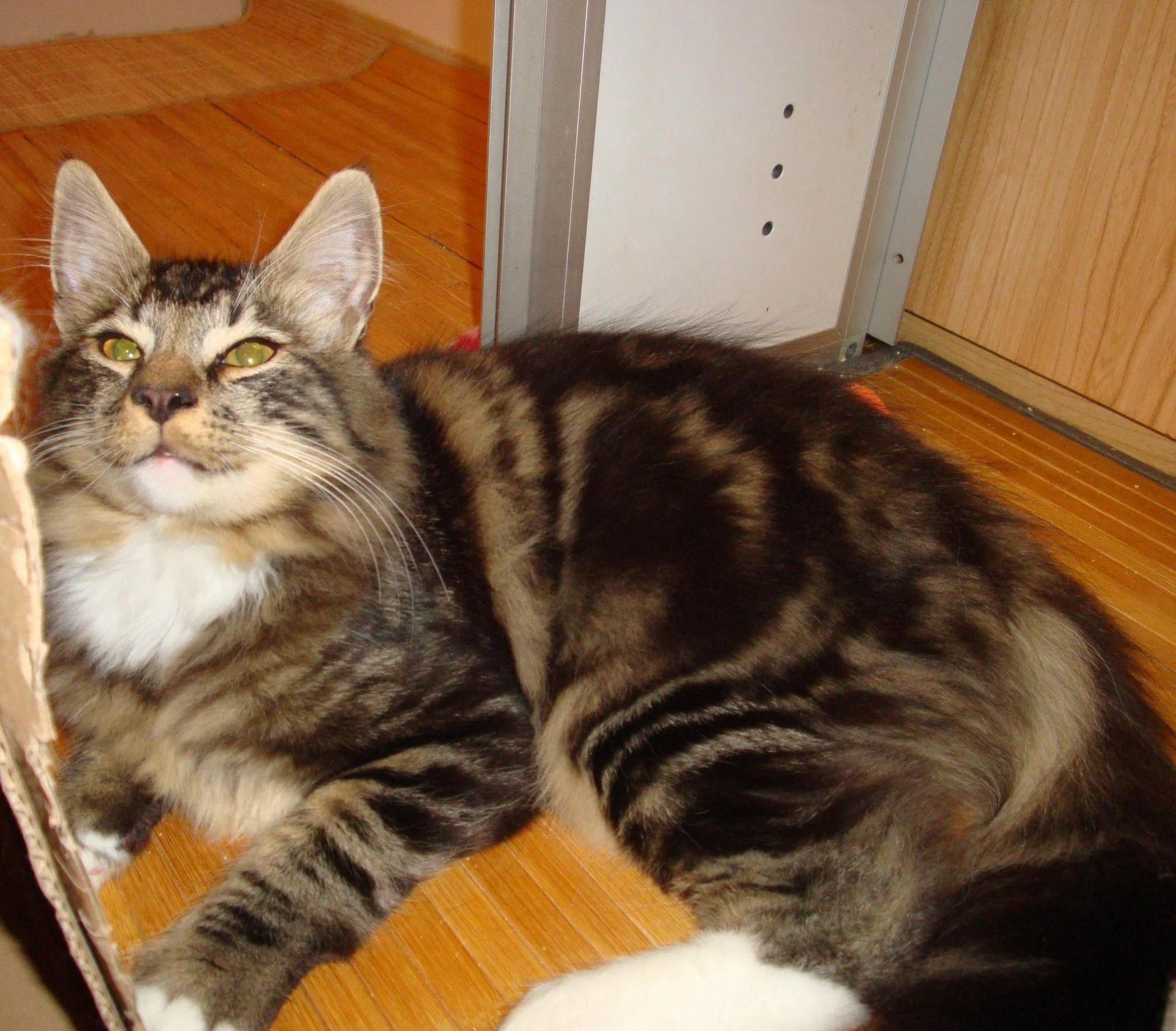 Me voilà! Je suis le tichou Adisson!