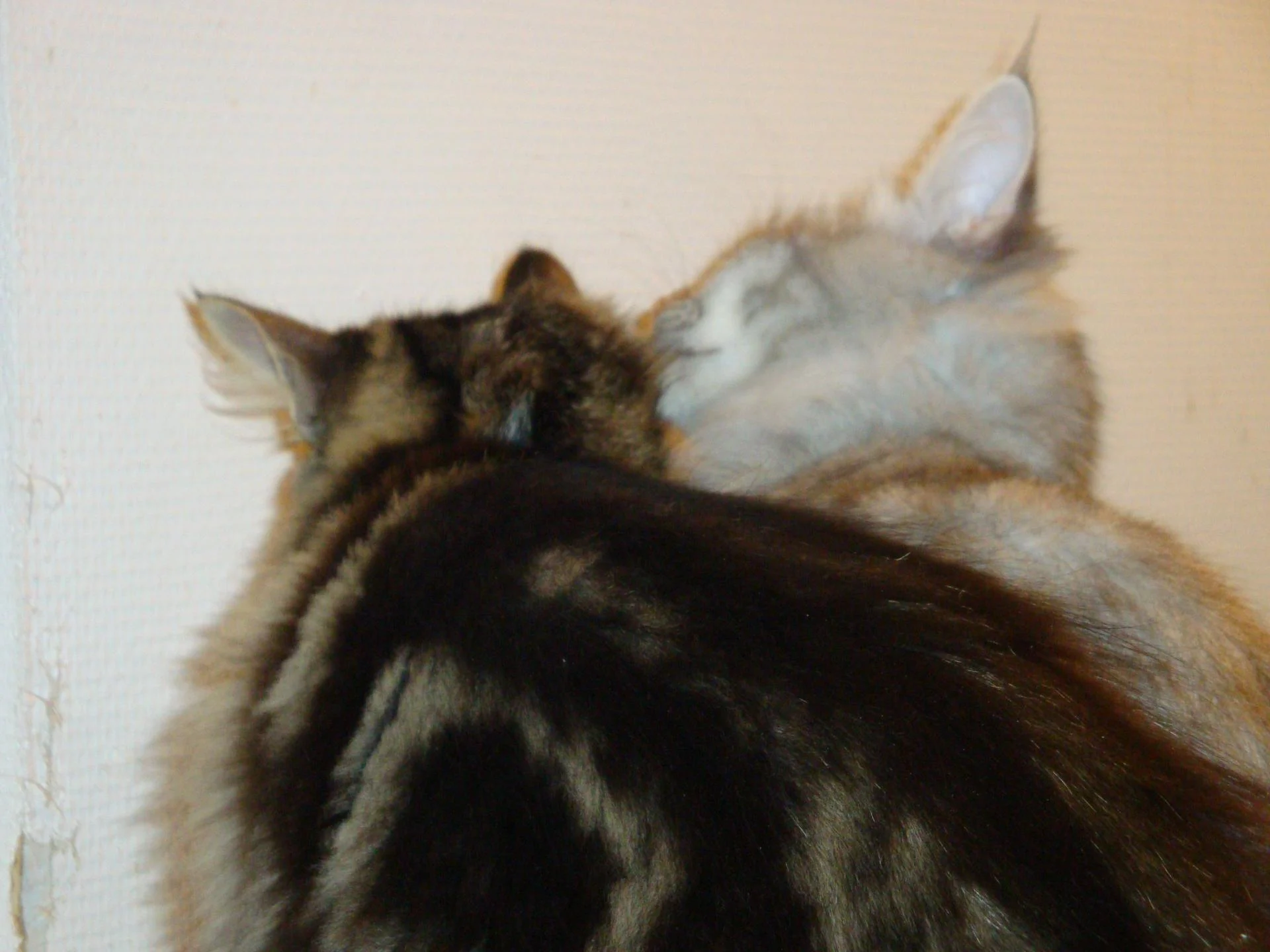 J'adore quand elle me toilette...