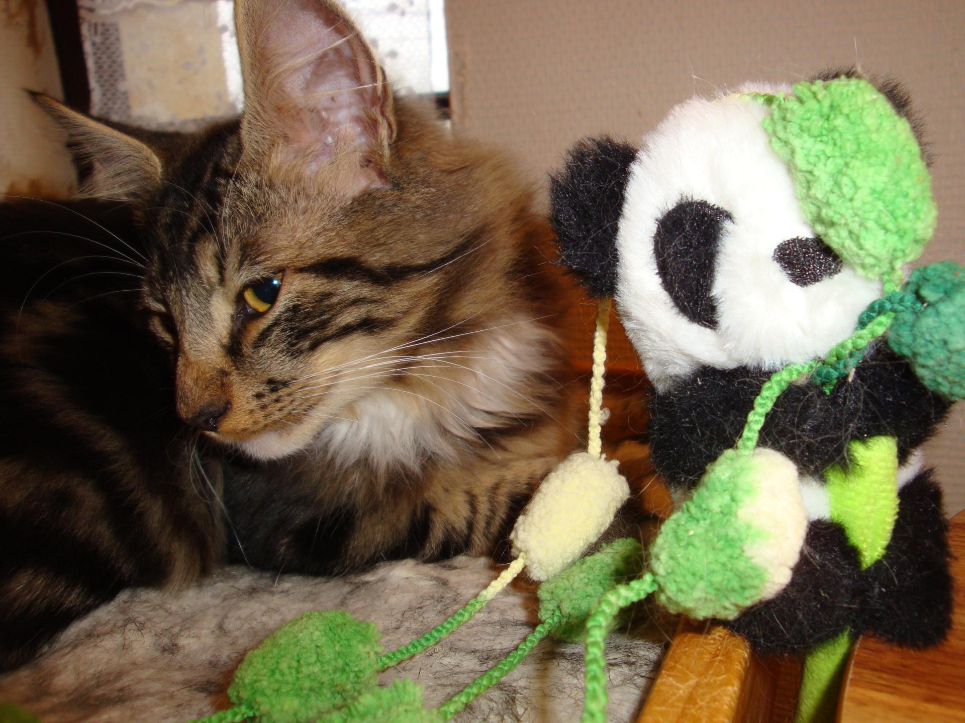 Revoilà l'ami Panda!