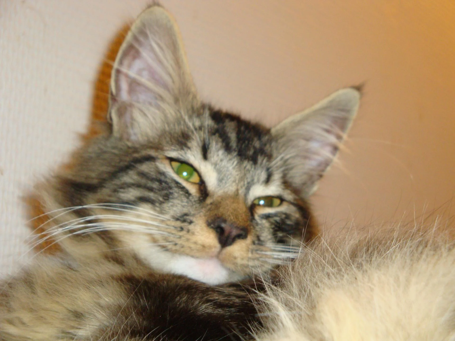 Pimousse alias Tichou alias P'titlou...