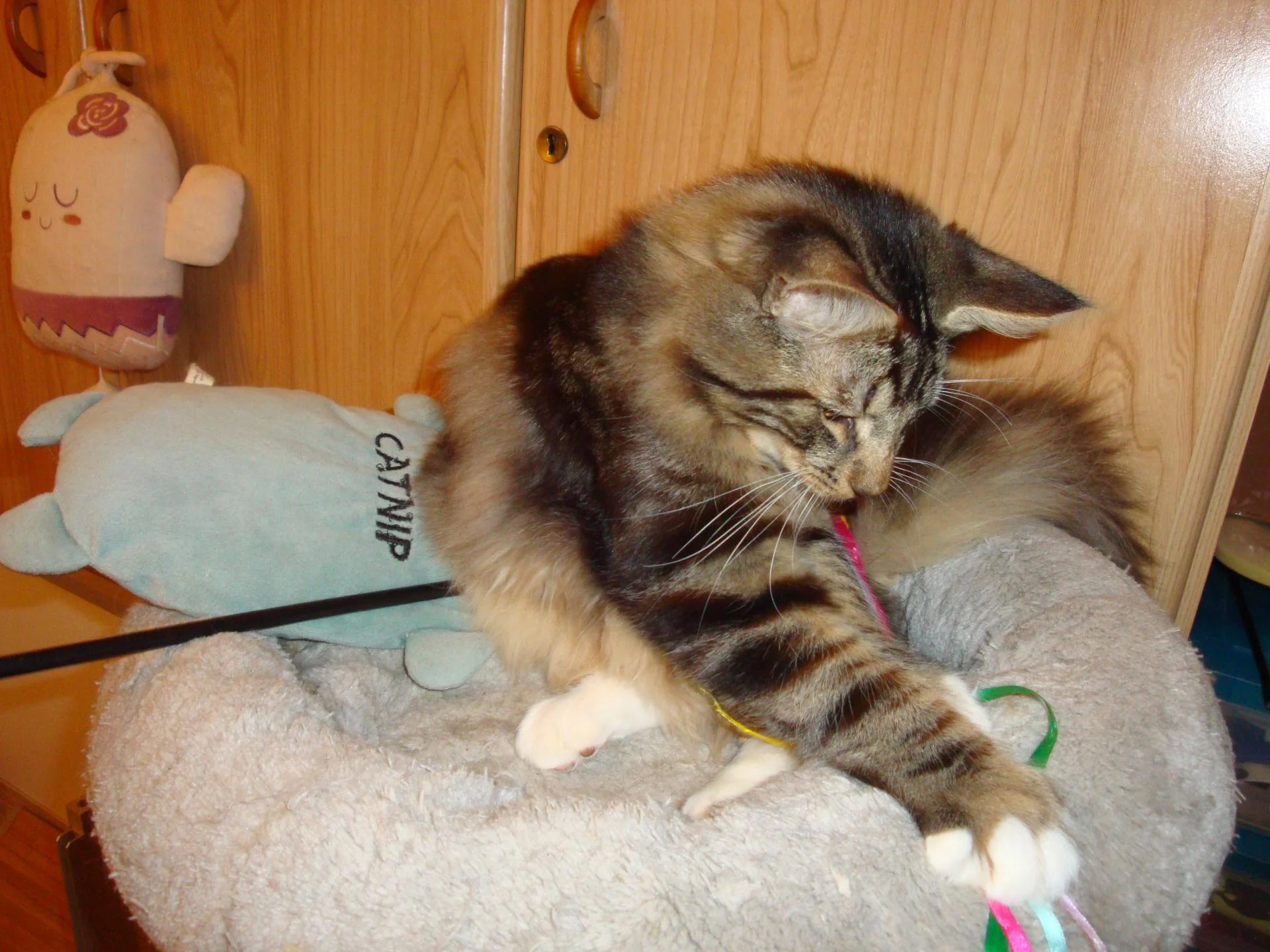 Par ici, les rubans!