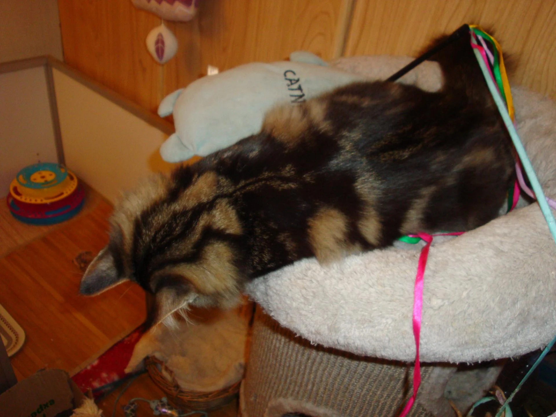 YOUYOU! Quelque chose est tombé!