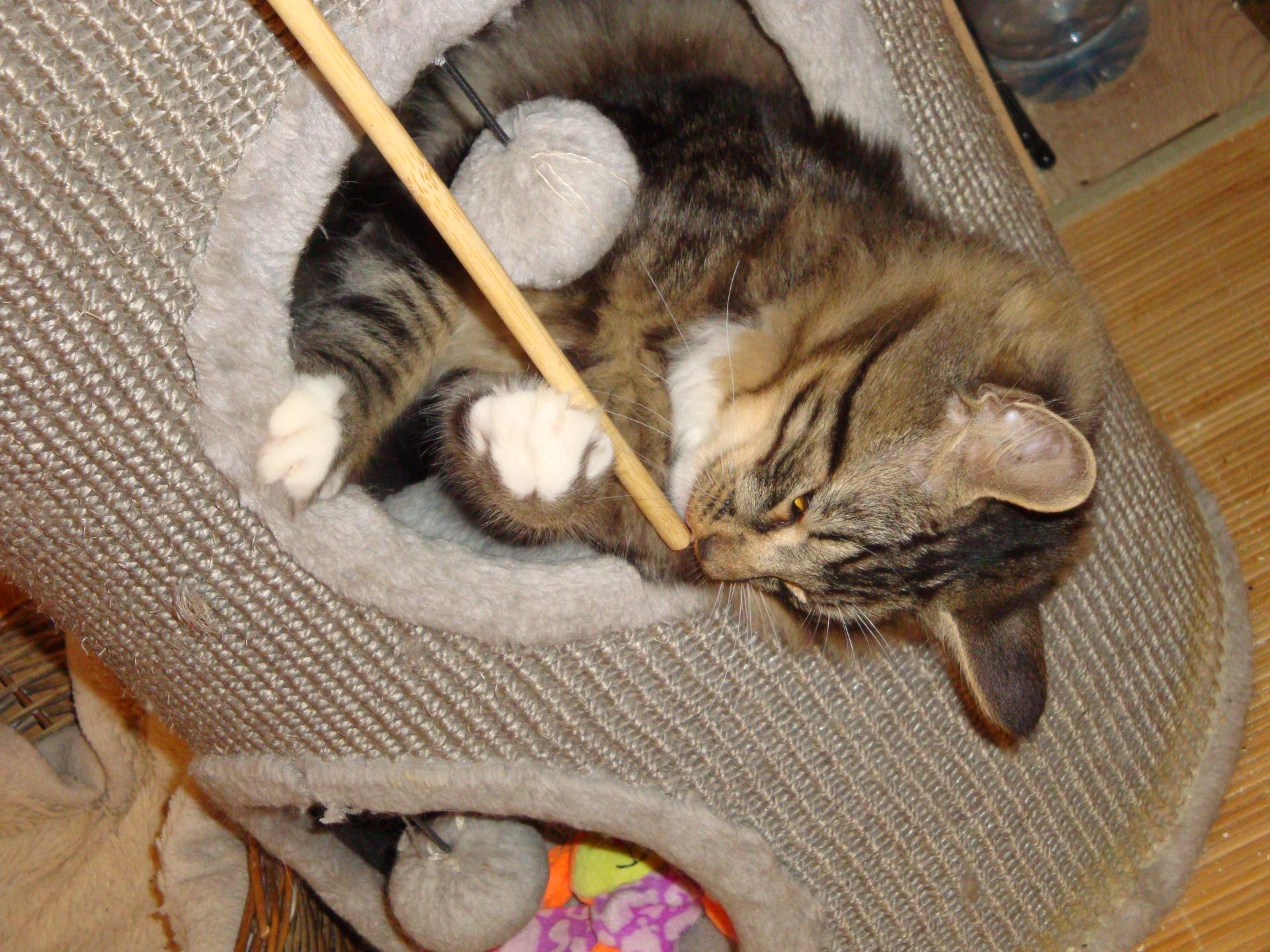 Adisson, chef d'orchestre!