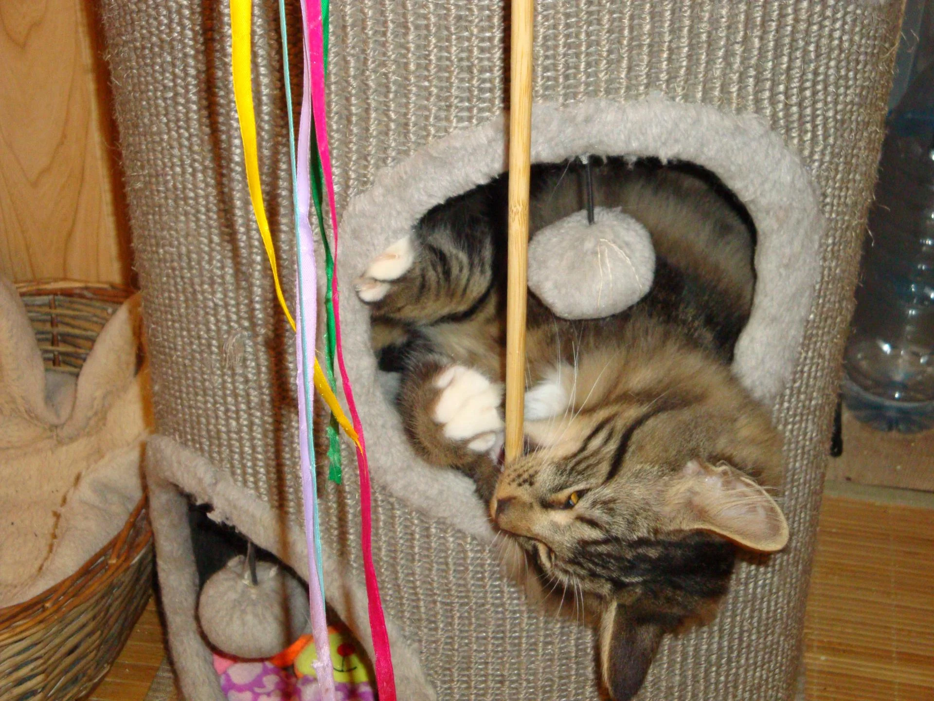 Terrier confortable!