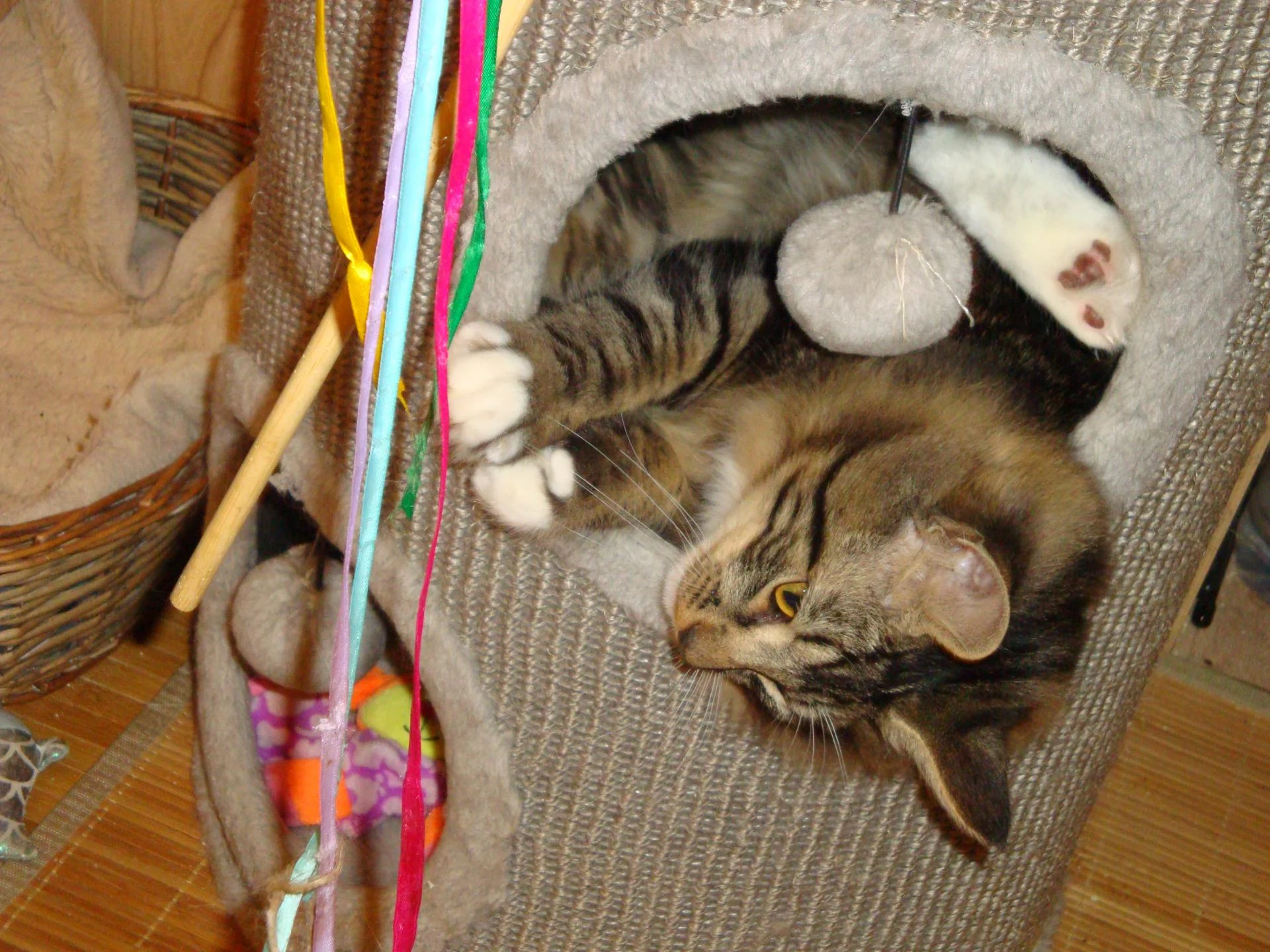 3 pattes! Quel acrobate!