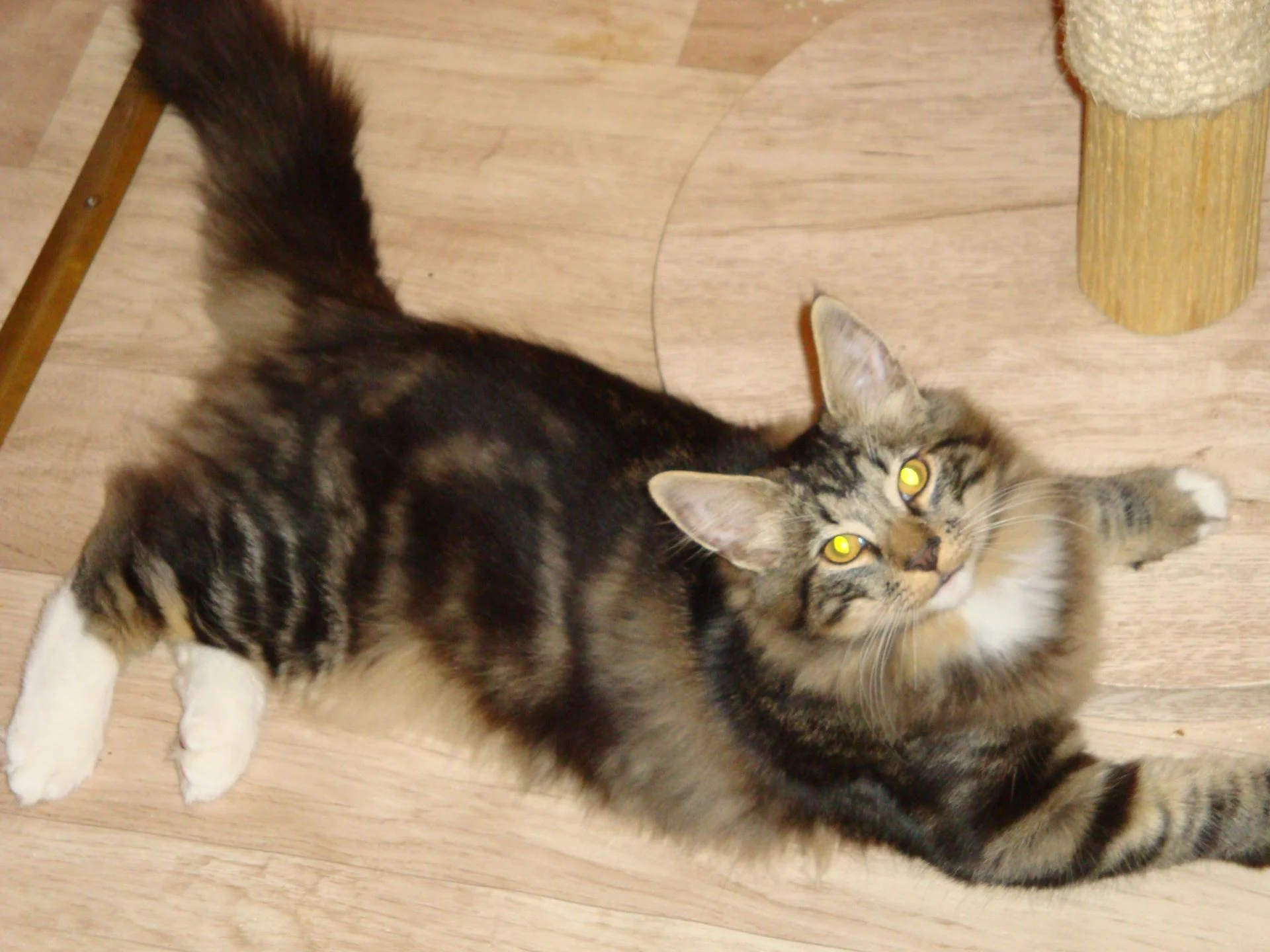 C'est moi, Adisson, pour vous plaire!