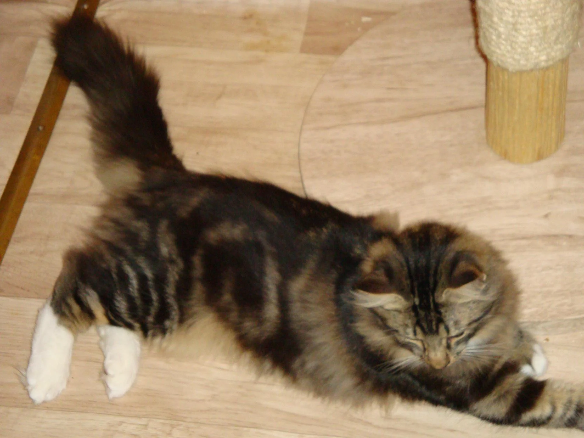 Beau matou en pleine croissance...