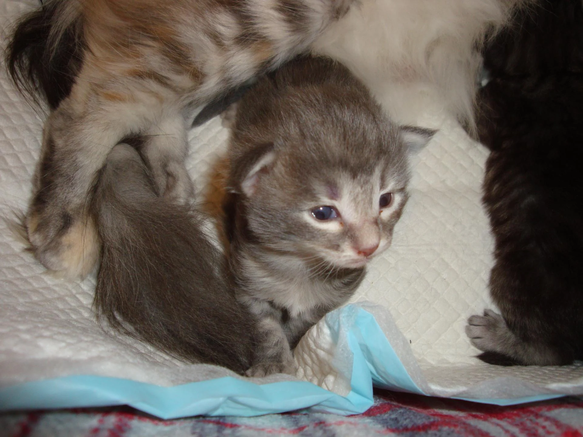 Graine de beauté...