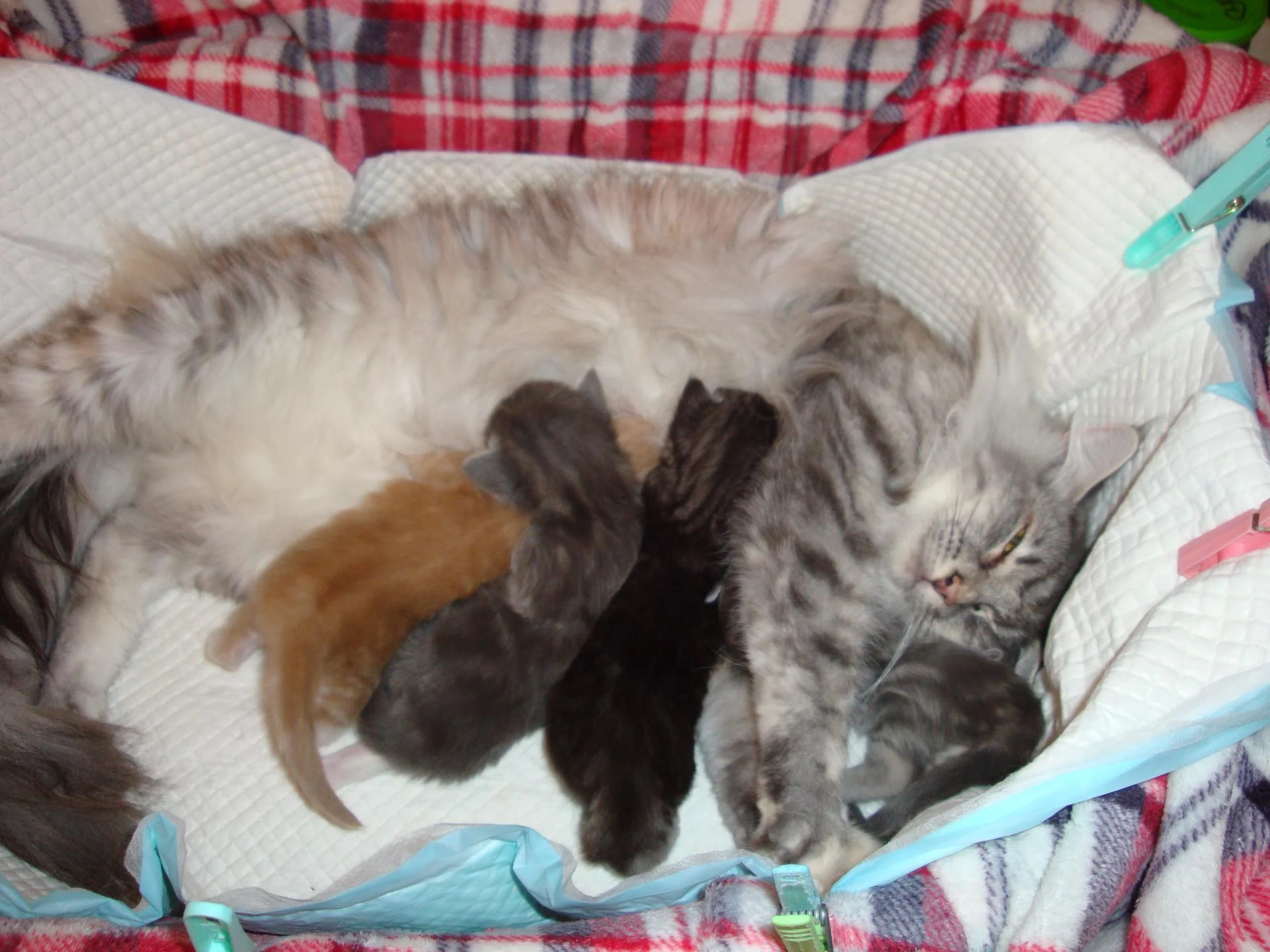 La tétée sauf pour B. la demoiselle couvée par Maman!