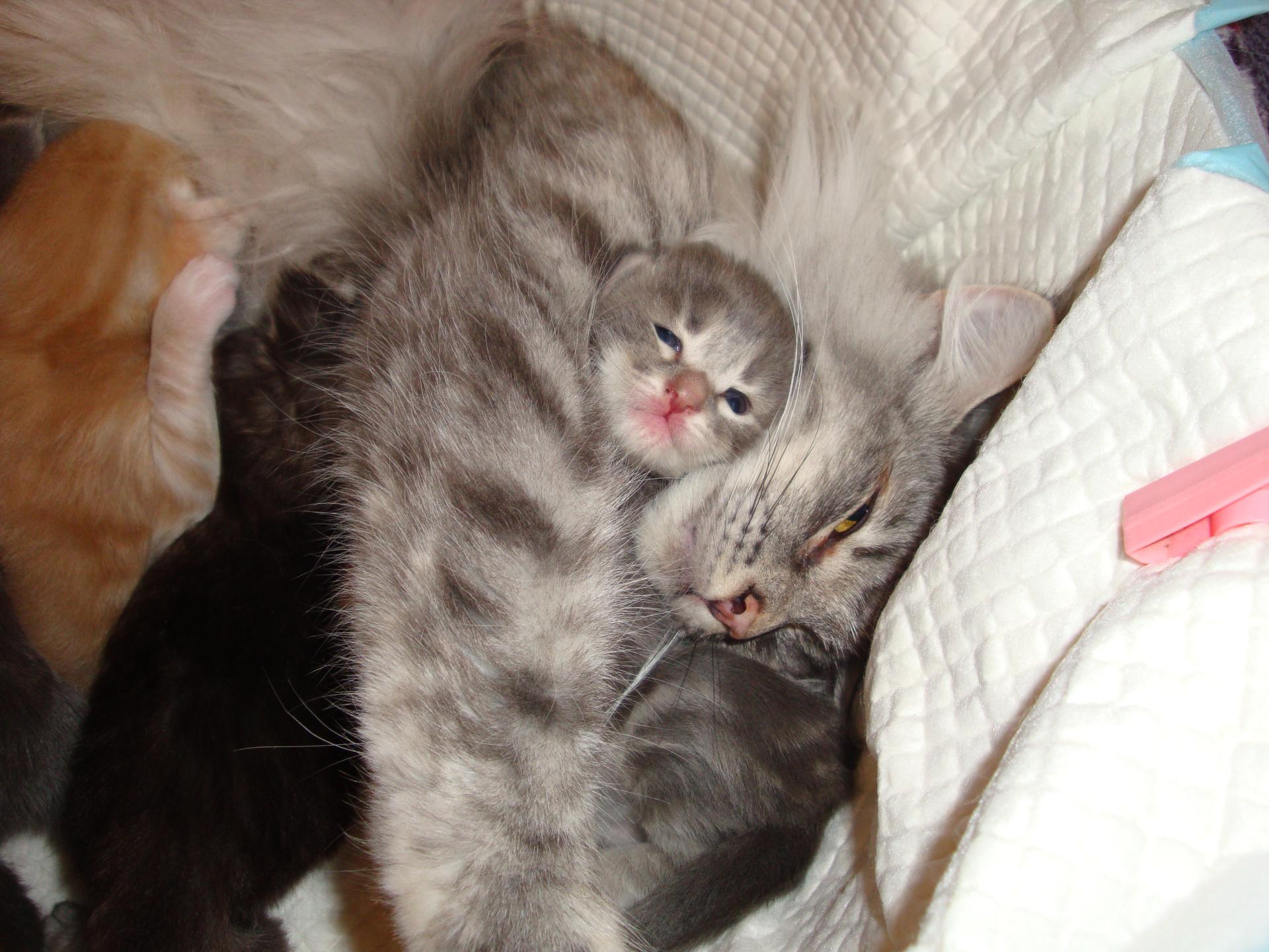 Maman m'adOOOOOOOOOOOOre!! (BB n°1)