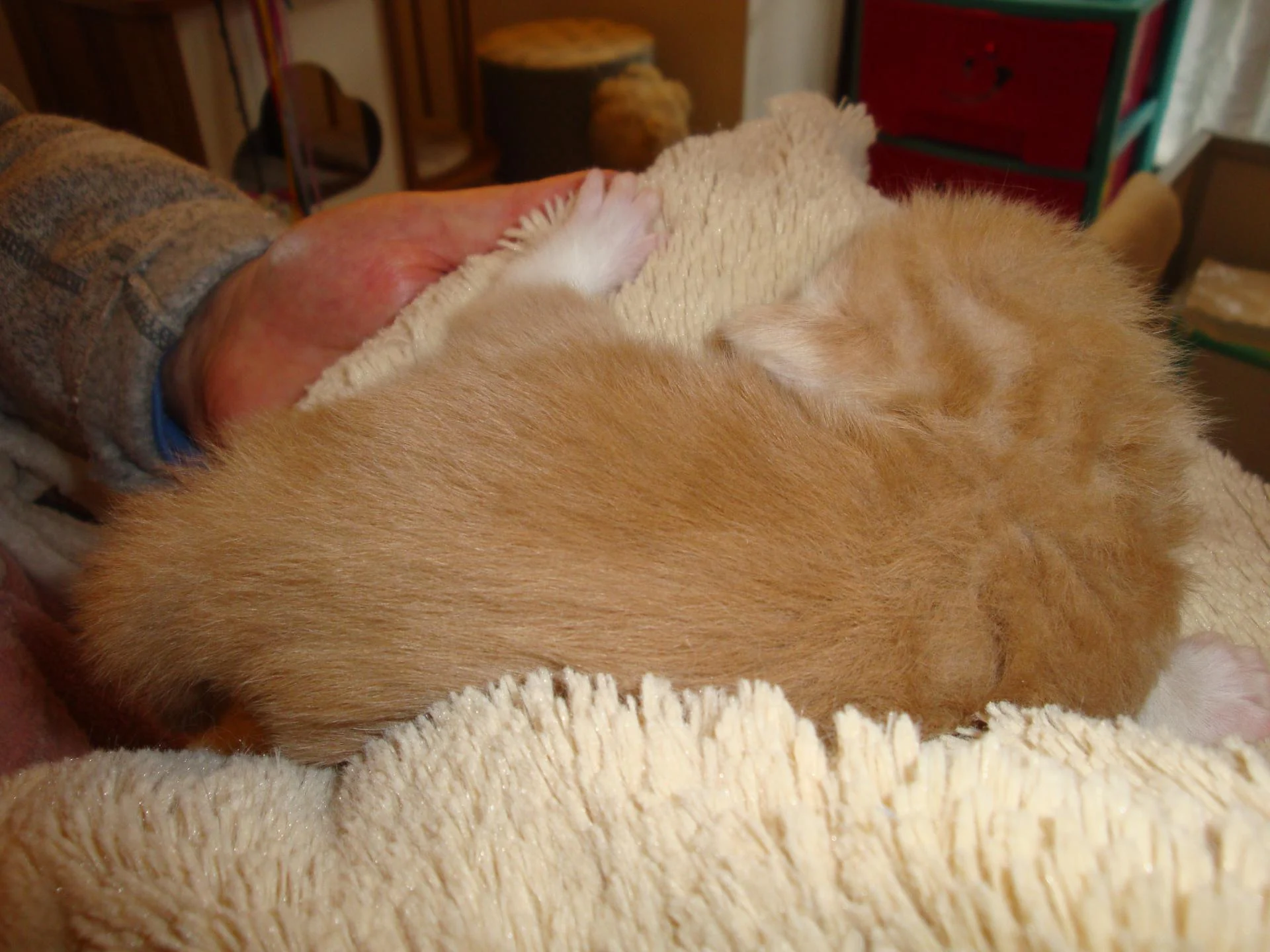 BB n°4. (mâle crème silver blotched tabby et blanc)