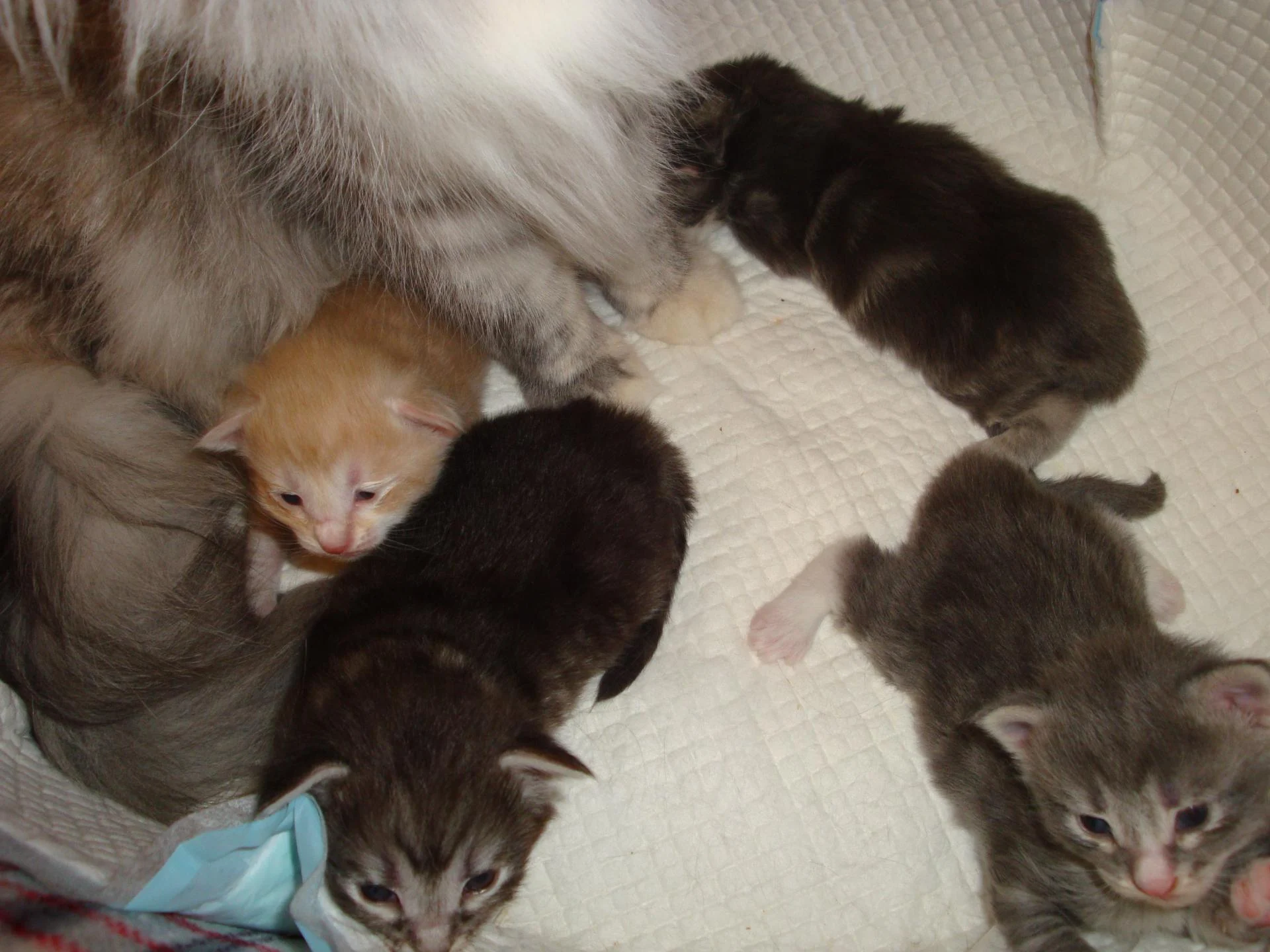 BB crème silver, bb black silver, bb (fille) blue silver!