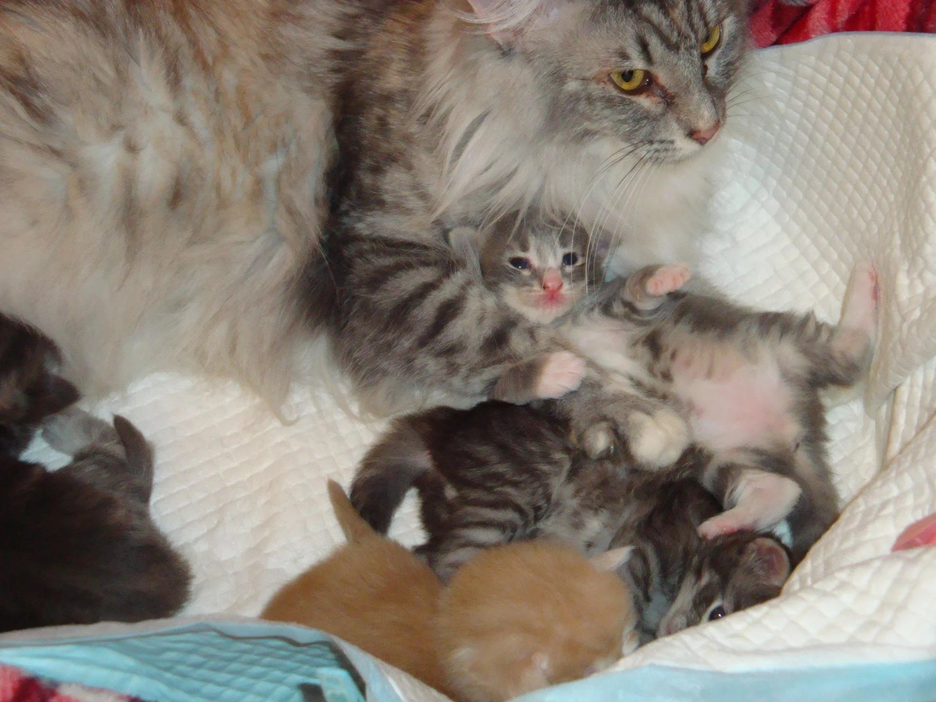 Bb n °1 (femelle blue silver blotched tabby et blanc).