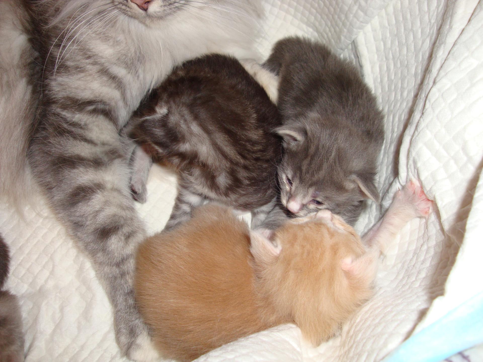 B. crème, B. black, B. blue: frères!