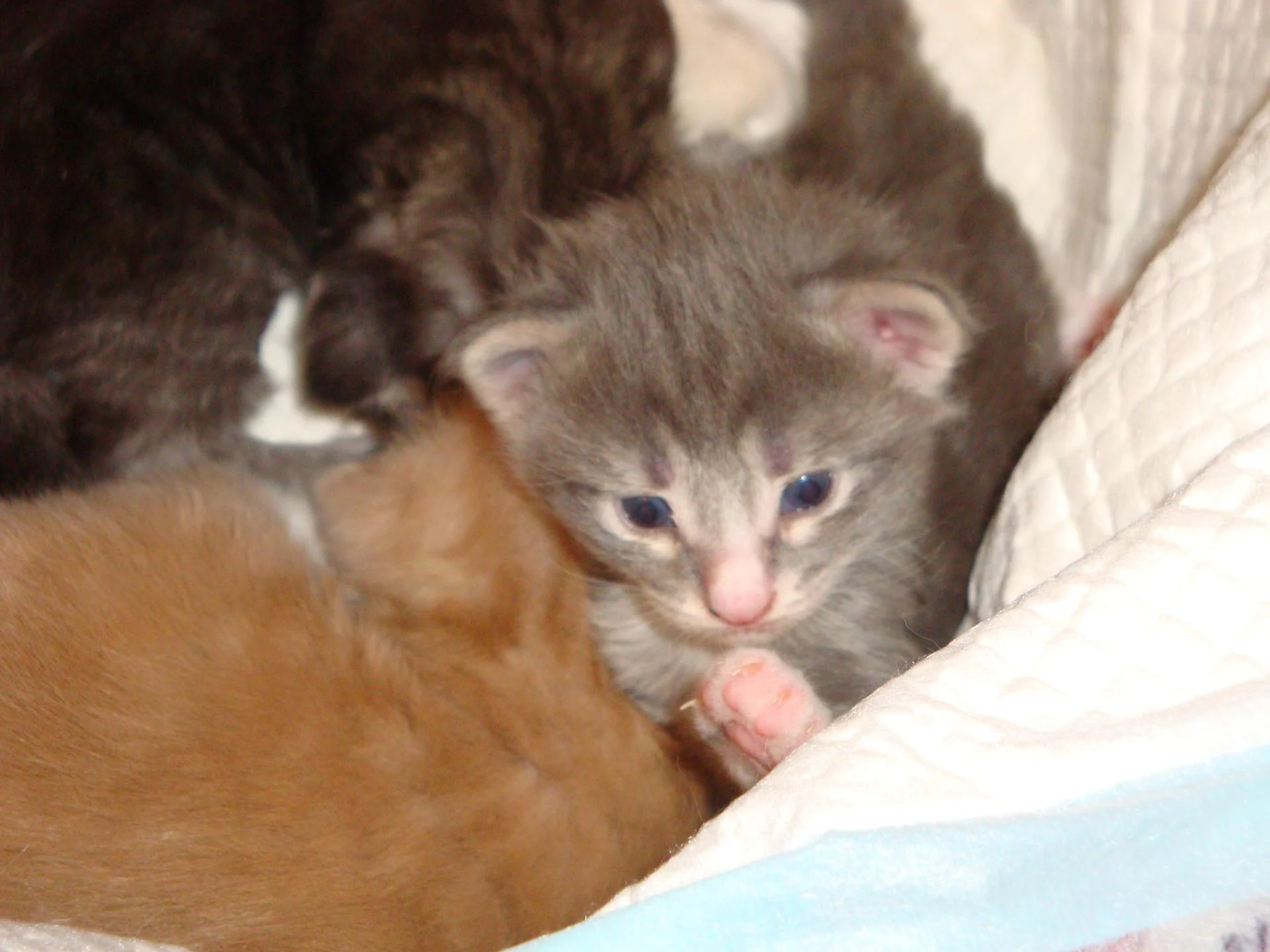 Bonjour! Je suis la petite fée!