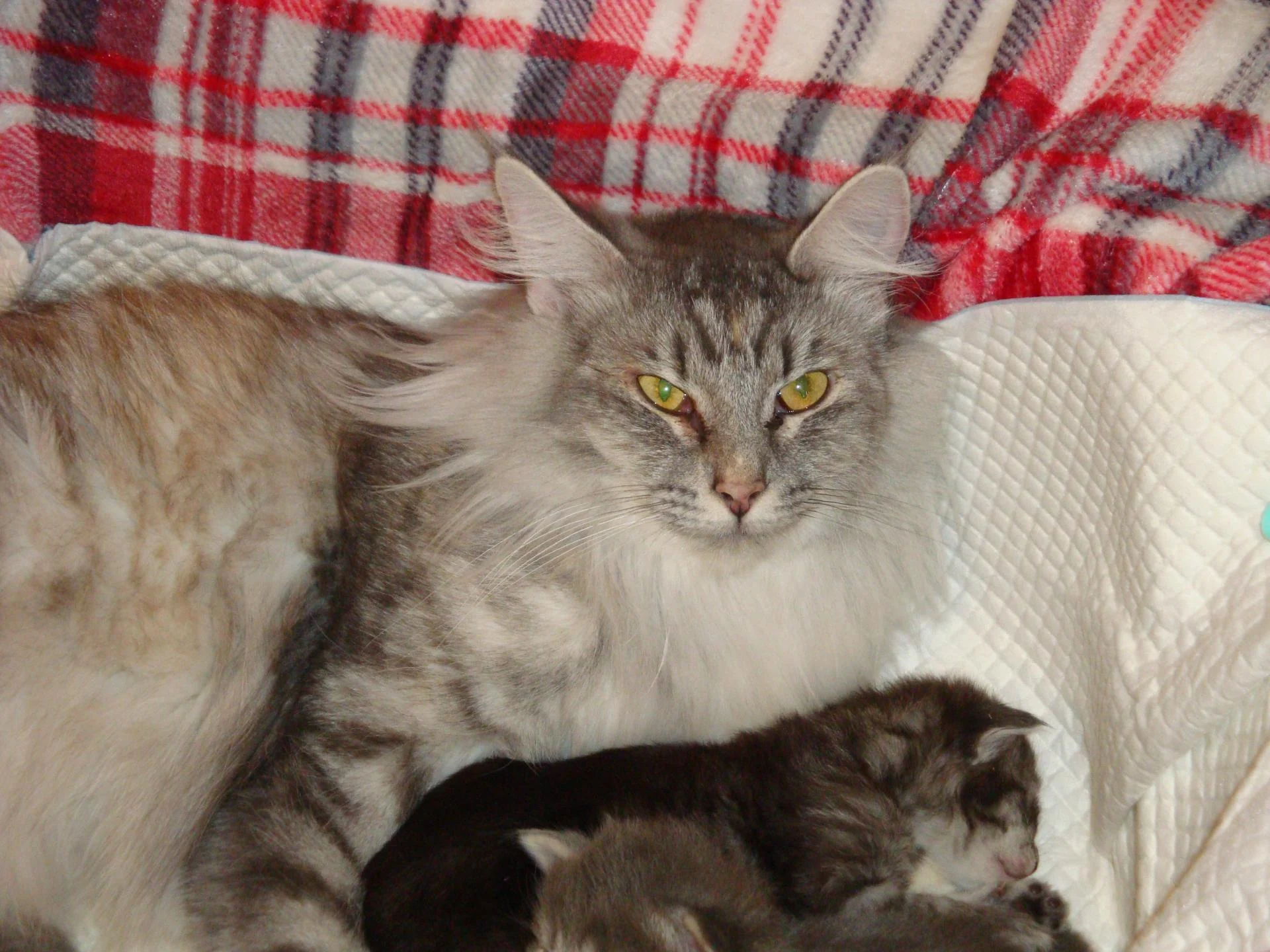 Mam' Ninette veille!