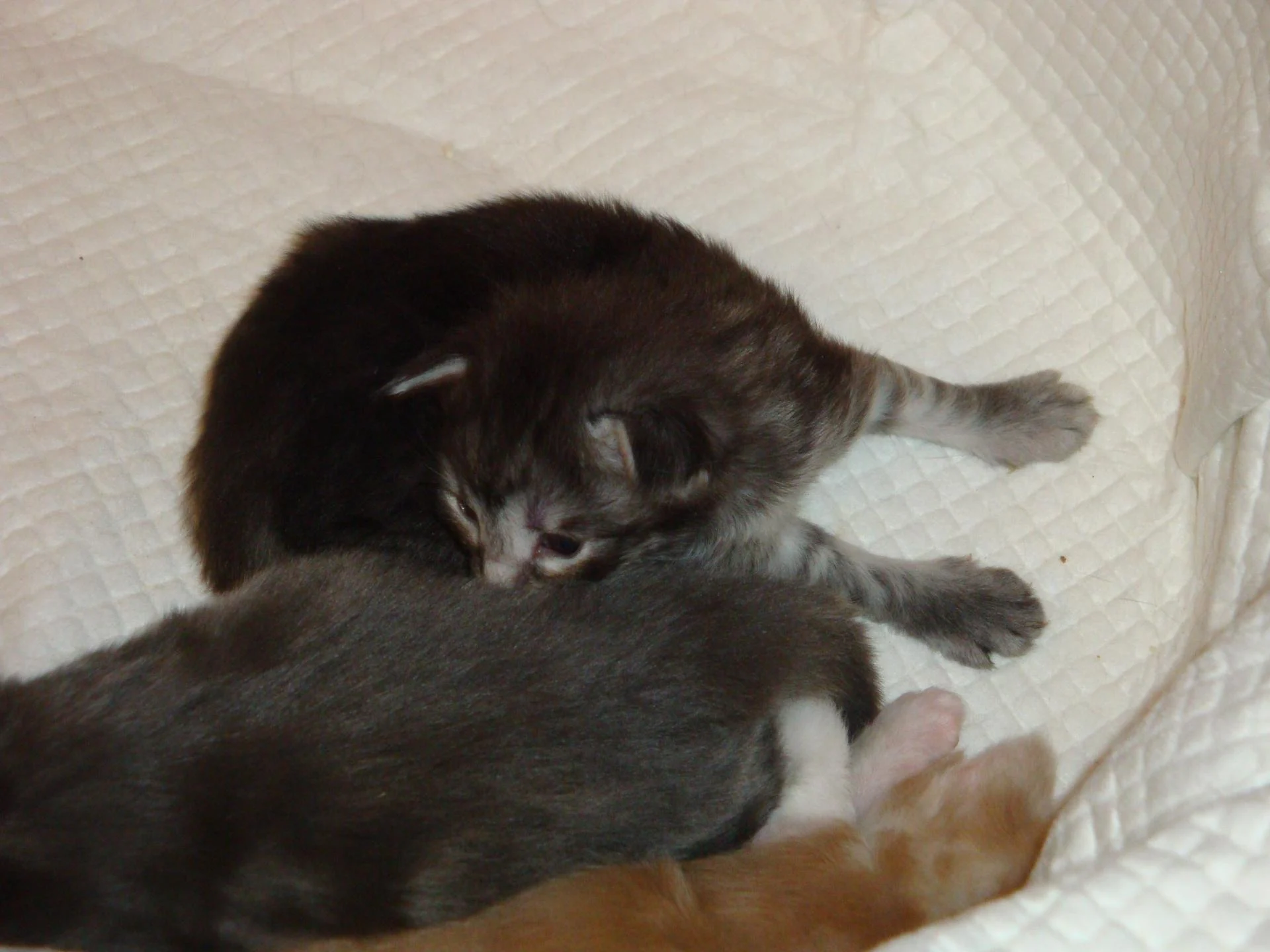 Bb n°3, le coquinou très dégourdi!